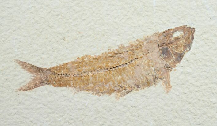 Knightia Fossil Fish - Wyoming #7589